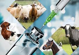 LIQUID INJECTION VET